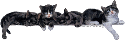 barre cats - Ücretsiz animasyonlu GIF