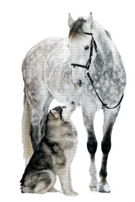 horse-dog-minou52 - 免费PNG