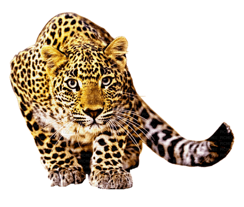 Леопард - png gratuito