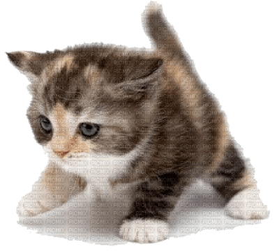 tiny tabby - Free PNG