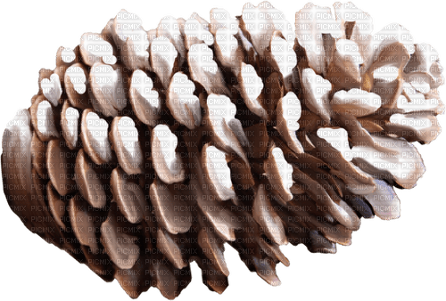 Winter Pine Cone - darmowe png