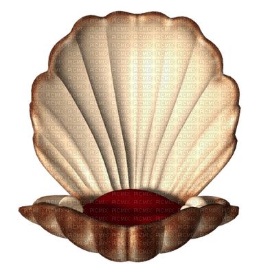 Coquille ** - zadarmo png