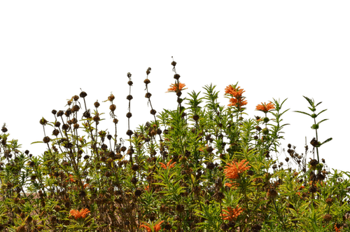 Полевые цветы - darmowe png