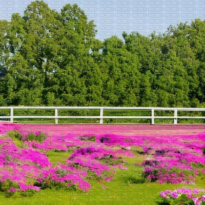 Horse Paddock Background with Pink Flowers - gratis png