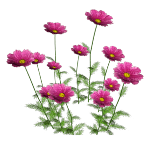 Flores - png grátis