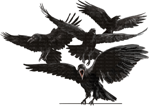 Raven - nemokama png