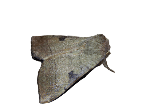 pretty moth - bezmaksas png
