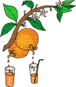 Oranges pressées - Darmowy animowany GIF