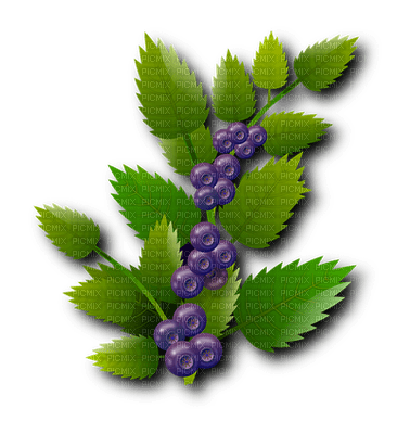 blueberries, mustikka, marja - Free PNG