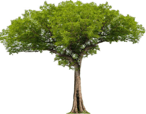 Baum - nemokama png