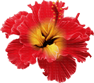 fleur rouge.Cheyenne63 - darmowe png