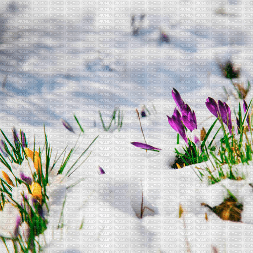 Y.A.M._Spring background - png grátis