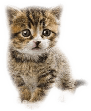 cat, kitten - бесплатно png