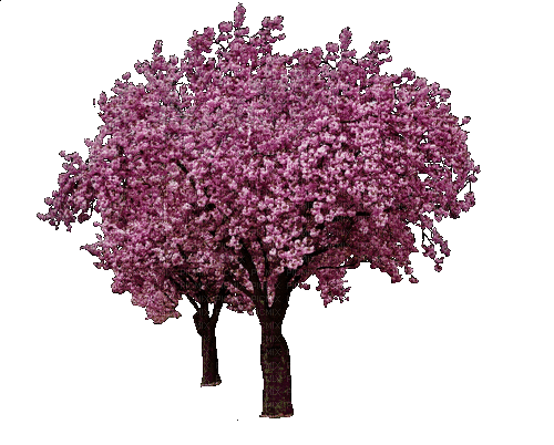 Деревья - Gratis animeret GIF