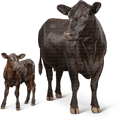 cow family farm - PNG gratuit