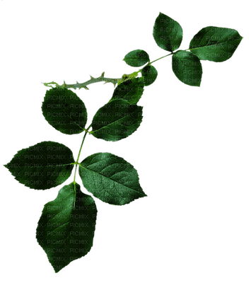 minou-blad-leaf - 免费PNG