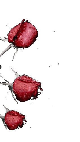 цветы - Free animated GIF