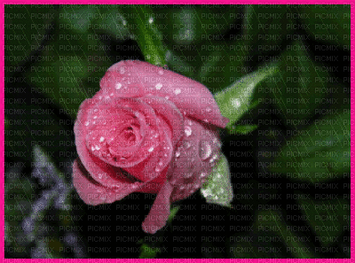 pink rose - Gratis animerad GIF