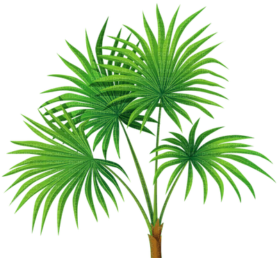 Palmtree - Free PNG
