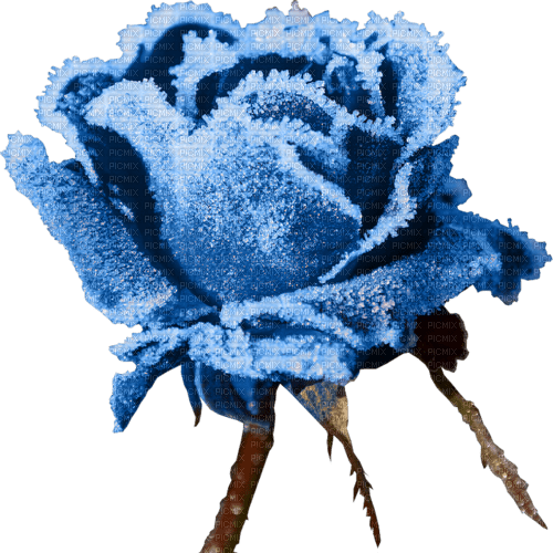 Blue DREAM  70 _ flowers_ - bezmaksas png