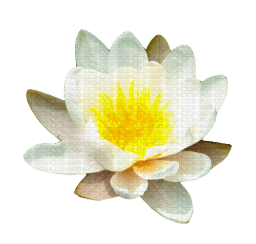 Lotus - ilmainen png