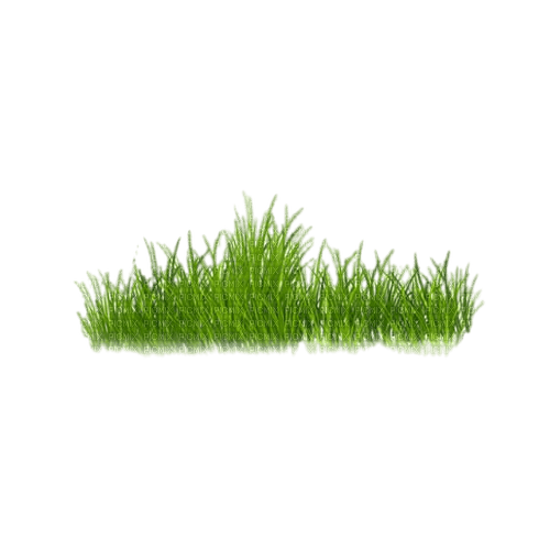 grass - фрее пнг