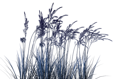 plants katrin - бесплатно png