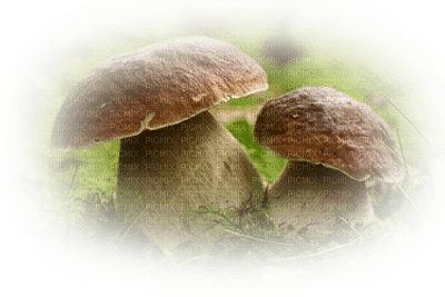 patymirabelle automne champignons - 免费PNG