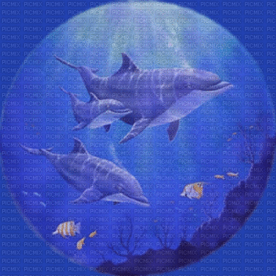 fond sea dolphin gif - Zdarma animovaný GIF