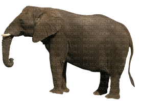 Kaz_Creations Elephant - PNG gratuit