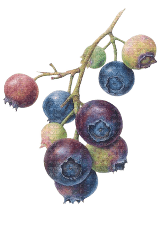 blueberries Bb2 - besplatni png