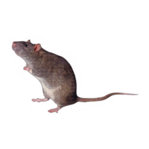 Nina mouse - PNG gratuit