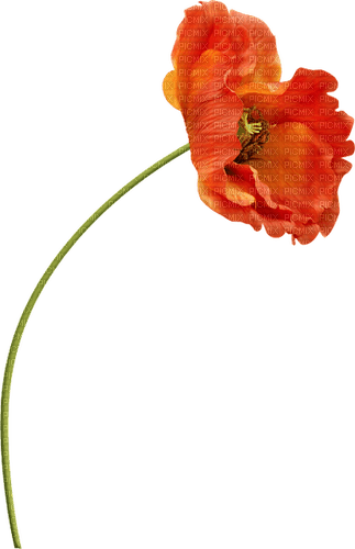 Coquelicot.Poppy.Fleur.Red.Victoriabea - besplatni png