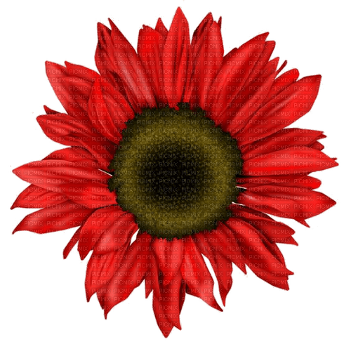 Blume, rot