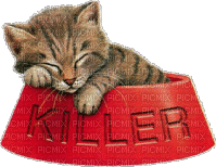 Kaz_Creations Cats Cat Kittens Kitten - Free animated GIF