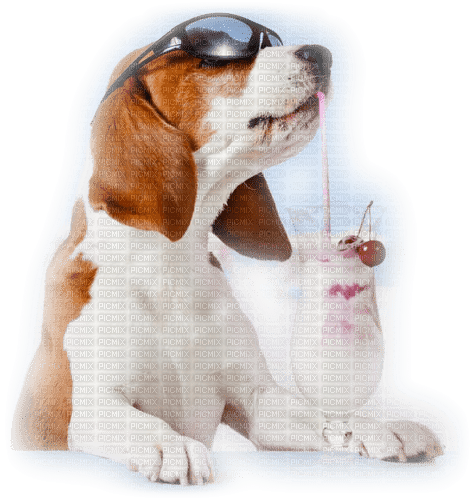 perro con helado - darmowe png