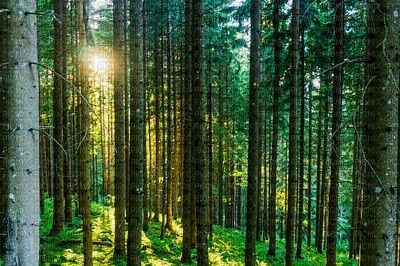 tausta, background, syksy, autumn, metsä, forest - PNG gratuit