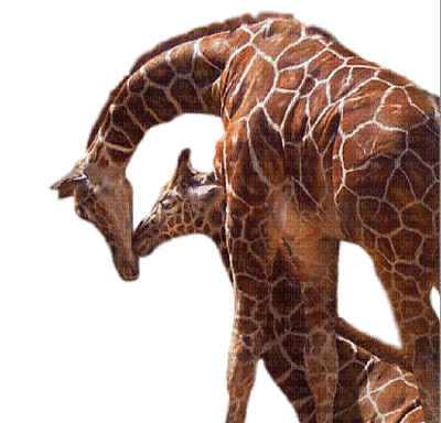 aze girafe - PNG gratuit