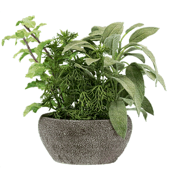 Kaz_Creations Plant - 免费PNG