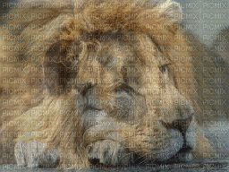 LION - Ilmainen animoitu GIF