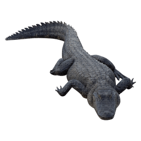 Kaz_Creations Crocodile Alligator - безплатен png