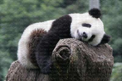panda géant - безплатен png
