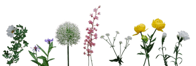 Kaz_Creations Garden Deco Flowers - фрее пнг