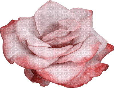 flowers-rose-pink - Free PNG