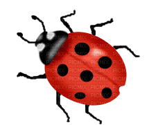 ladybug - zdarma png