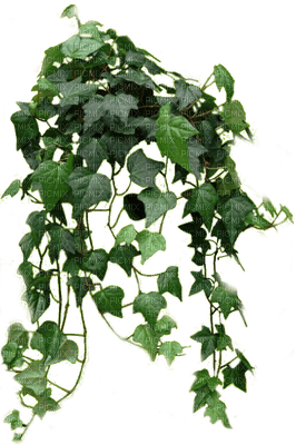 leaves by nataliplus - png grátis