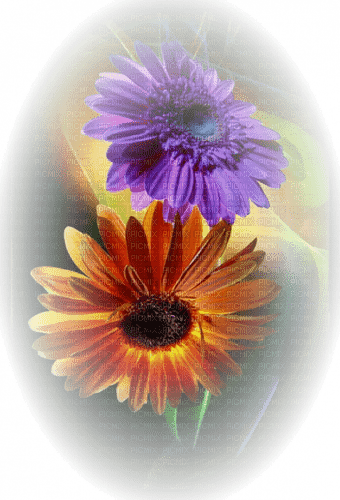 Blumen/Flowers - δωρεάν png