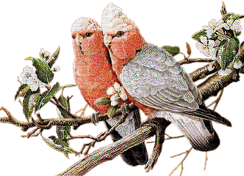MMarcia gif, pássaros birds - Nemokamas animacinis gif