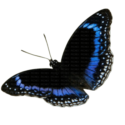 Butterfly - zadarmo png