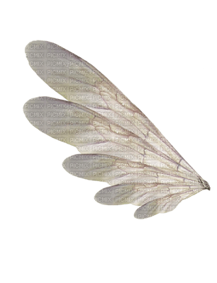 wings katrin - 無料png